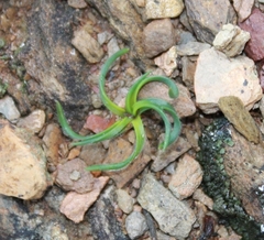 Syringodea longituba