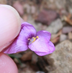 Syringodea longituba