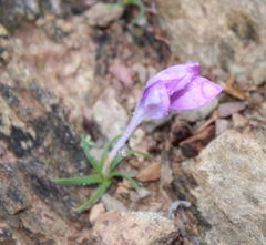 Syringodea longituba