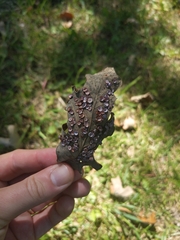 Phylloteras volutellae