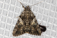 Catocala verrilliana