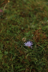 Carthamus mitissimus