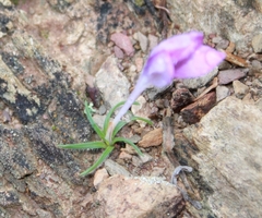 Syringodea longituba