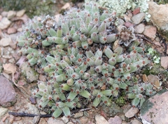 Trichodiadema marlothii