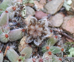 Trichodiadema marlothii