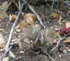Adromischus inamoenus