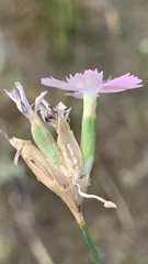 Dianthus borbasii
