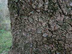 Acanthosyris spinescens