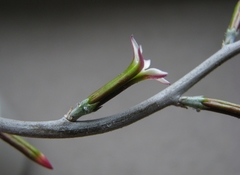 Adromischus inamoenus