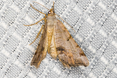 Macaria quadrilinearia