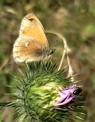 Coenonympha