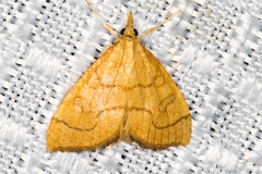 Udea octosignalis