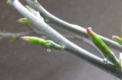 Adromischus inamoenus