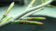 Adromischus inamoenus