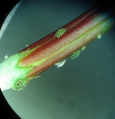 Adromischus inamoenus