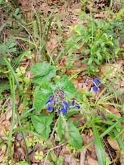 Salvia vitifolia