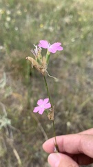 Dianthus borbasii