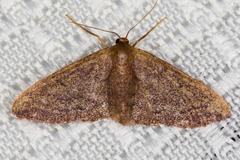Idaea eremiata