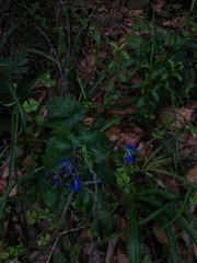 Salvia vitifolia