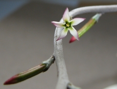 Adromischus inamoenus