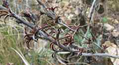 Adromischus inamoenus