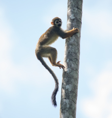 Saimiri sciureus