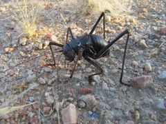 Acanthoplus longipes