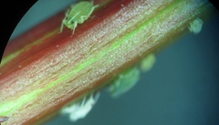 Adromischus inamoenus