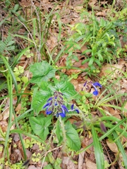 Salvia vitifolia