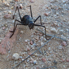Acanthoplus longipes