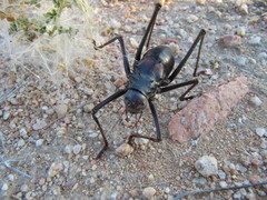 Acanthoplus longipes
