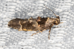Pseudochelaria scabrella