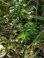 Galium rivale