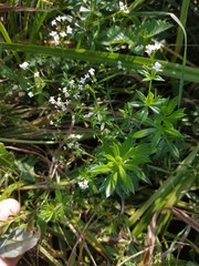 Galium rivale
