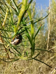 Leptinotarsa lineolata