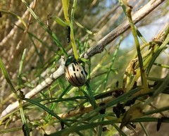 Leptinotarsa lineolata