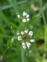 Brassicaceae