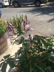 Cleome houtteana