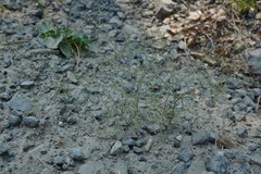 Navarretia linearifolia linearifolia