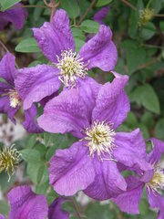 Clematis
