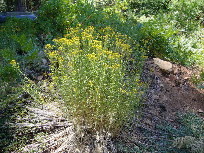 Erigeron inornatus