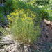 Western Rayless Fleabane - Photo (c) 2008 Zoya Akulova, some rights reserved (CC BY-NC)