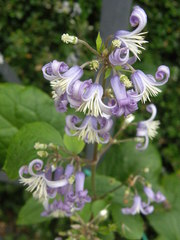 Clematis