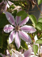 Clematis