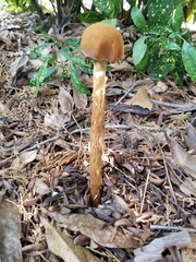 Battarrea phalloides