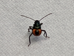 Euthyrhynchus floridanus