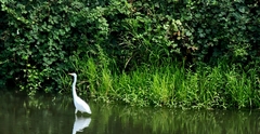 Ardea alba