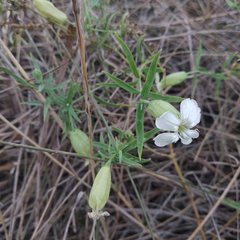 Silene procumbens
