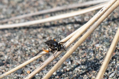 Ceropales bipunctata