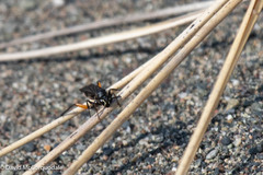 Ceropales bipunctata